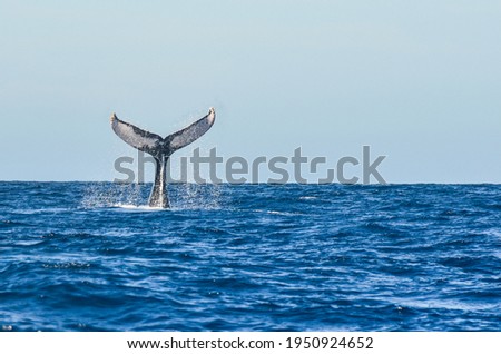 Humpback Whale Tale in the Blue ocean