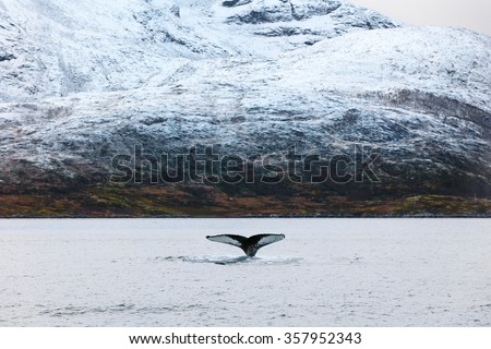 Humpback whale tale fin in the arctic 