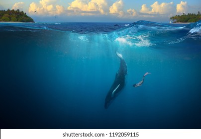 Buckelwale unter Wasser Mädchen Tauchen auf tropischem Wasserhintergrund