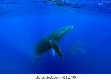 Humpback Whale Underwater In Maui Hawaii