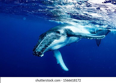 Humpback Whale , Vava'u, Tonga