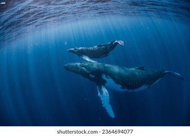 Humpback whale in vava'u ,tonga
