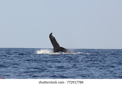 Humpback Whale Watching In Maui Hawaii