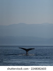 Humpback whale watching off the coast of Vancouver Island, British Columbia, Canada. Humpback whales surfacing for air amid peaceful grey blue waters