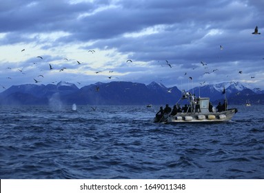 Humpback Whale Watching In Winter Norway