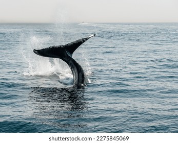 Humpback whale in the waters outside Provincetown, MA and Cape Cod. Cape Cod is a popular travel destination in Massachusetts.