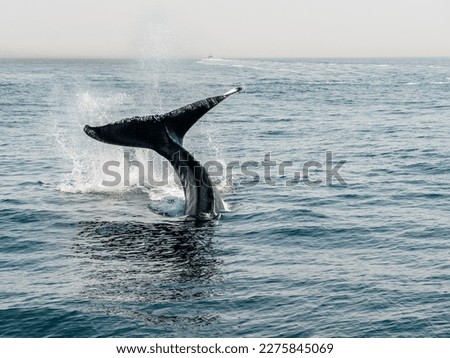 Humpback whale in the waters outside Provincetown, MA and Cape Cod. Cape Cod is a popular travel destination in Massachusetts.