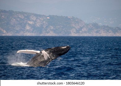 Humpback whale while breaching in Mediterranean sea ultra rare near Genoa, Italy August 2020 - Shutterstock ID 1803646120