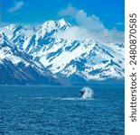 Humpback whales breaching, Kenai Fjords National Park, Seward, Alaska, USA