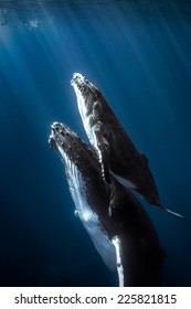 Humpback whales and calf