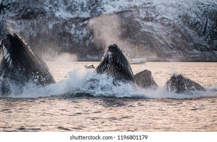 Humpback Whales Feeding On Herring, Northern Norway.