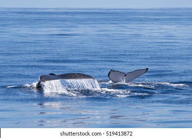 Humpback Whales Fin In Western Australia. Ningaloo Reef