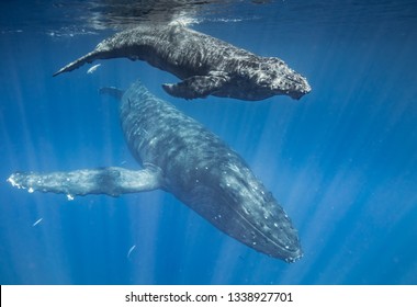 Humpback Whales Of Hawaii