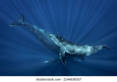 Humpback Whales In Hawaii Underwater