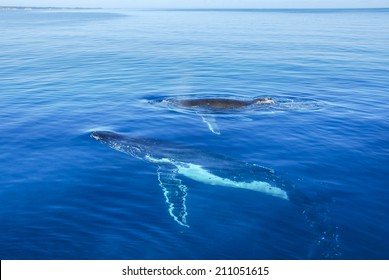 Humpback Whales In Hervey Bay, Queensland, Australia