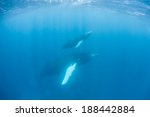 Humpback whales (Megaptera novaeangliae) are baleen cetaceans with one of the more distinctive body shapes. They are quite acrobatic and known for breaching as well as their complex songs.