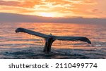 Humpback whales ( Megaptera novaeangliae ), the gentle giants of our ocean, displaying a wonderful and active behaviour in the Atlantic Ocean, in the Skaljfandi Bay, Husavik, Iceland.