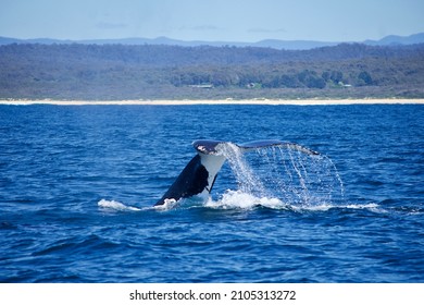 Humpback Whales Migration Australia Stock Photo (Edit Now) 2105313272