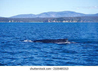 Humpback Whales Migration Australia Stock Photo 2105485313 | Shutterstock