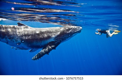 Humpback Whales Moorea