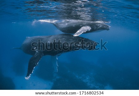 Humpback whales: mother and calf