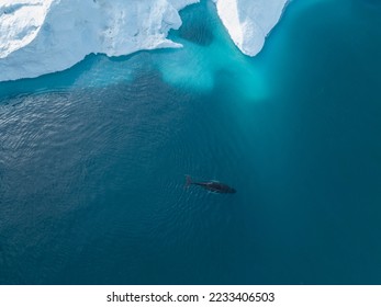 Humpback whales near icebergs from aerial view - Powered by Shutterstock