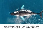 Humpback whales off the coast of kauai