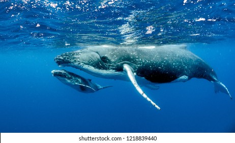 Océano Pacífico de ballenas jorobadas