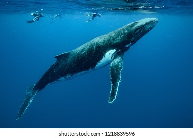 Humpback Whales pacific Ocean - Shutterstock ID 1218839596