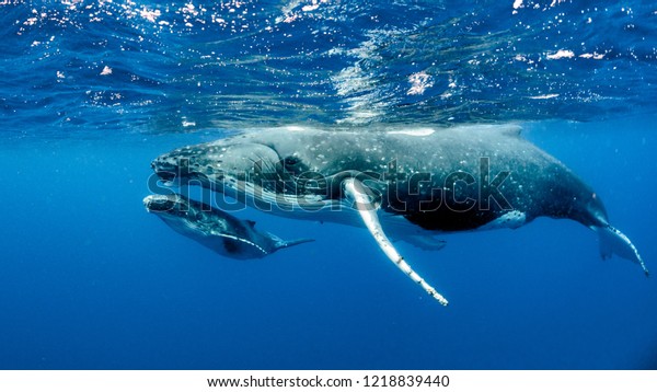 Humpback Whales Pacific Ocean Stock Photo (Edit Now) 1218839440