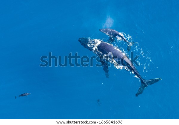 Humpback\
whales photographed from above with aerial drone off the coast of\
Kapalua, Hawaii. Mother whale and her calf splash in the warm\
Pacific waters as dolphins join in on the fun.\
