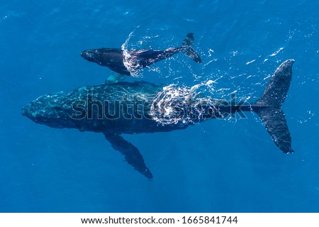 Humpback whales photographed with drone off the coast of Kapalua, Hawaii. Mother whale and her calf splash in the warm Pacific waters as two dolphins join in on then fun. 