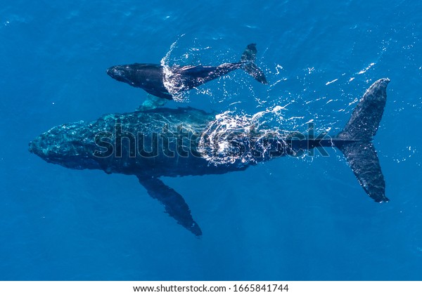 Humpback whales\
photographed with drone off the coast of Kapalua, Hawaii. Mother\
whale and her calf splash in the warm Pacific waters as two\
dolphins join in on then fun.\
