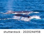 Humpback Whales - a pod of three. Mother with a very young calf and a huge escort for protection