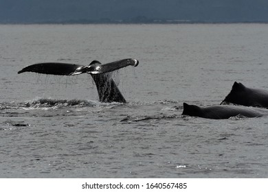 Humpback Whales Prince Rupert Bc Canada