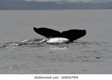 Humpback Whales Prince Rupert Bc Canada