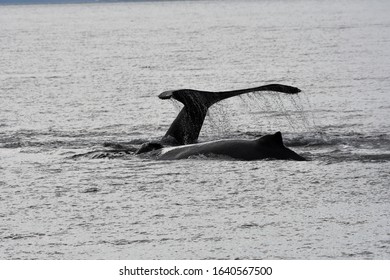 Humpback Whales Prince Rupert Bc Canada