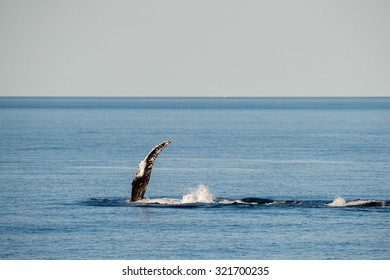 Humpback Whales Swimming In West Australia