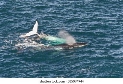 Humpback Whales, Sydney Australia