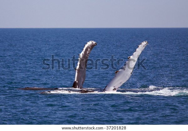 Humpback Whales Synchronized Swimming Stock Photo 37201828 