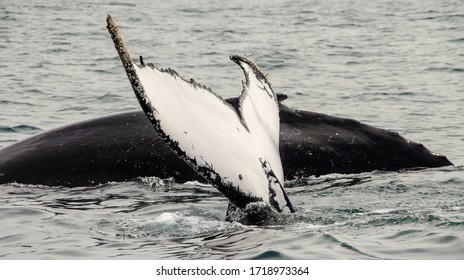 humpback whales in the wild