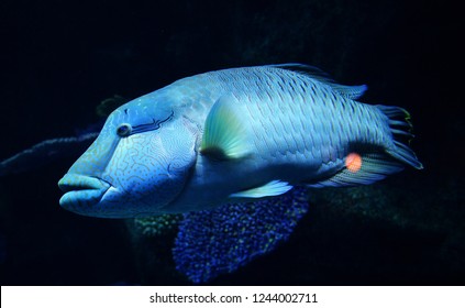 Humphead Maori Wrasse Fish Napoleon Fish Stock Photo (Edit Now) 1244002711