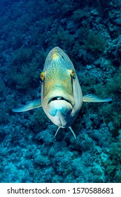 Humphead Wrasse Or Napoleon Fish On A Reef With A Funny Face