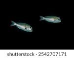 humpnose big-eye bream, bigeye barenose, bigeye bream, bigeye emperor, grand-eyed porgy fish, humpnose sea-bream, large-eye bream, mu or roundtooth large-eye bream (Monotaxis grandoculis) Papua