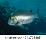 Humpnose big-eye bream. Flora and fauna of the Red Sea.