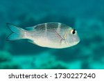 humpnose bigeye bream silvery fish