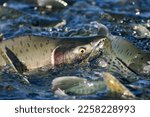 Humpy Pink Salmon Fighting Upstream to Spawn in Alaska as One Pushed over the Top of the Water