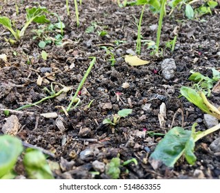 Humus Underbrush Garden Plants Stock Photo 514863355 | Shutterstock