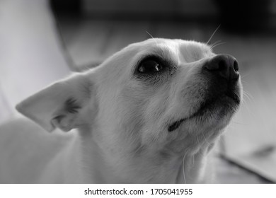 Weißer Hund, white dog, chihuahua