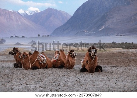 Hunder Camel Ride. Hunder Sand Dunes. Hunder is a village in Leh district of Ladakh, India famous for Sand dunes, Bactrian camels. Tourists love to take aride on double hump camels.